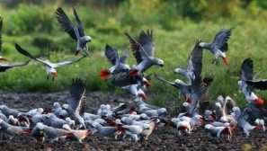 Колко папагали на яко живеят?